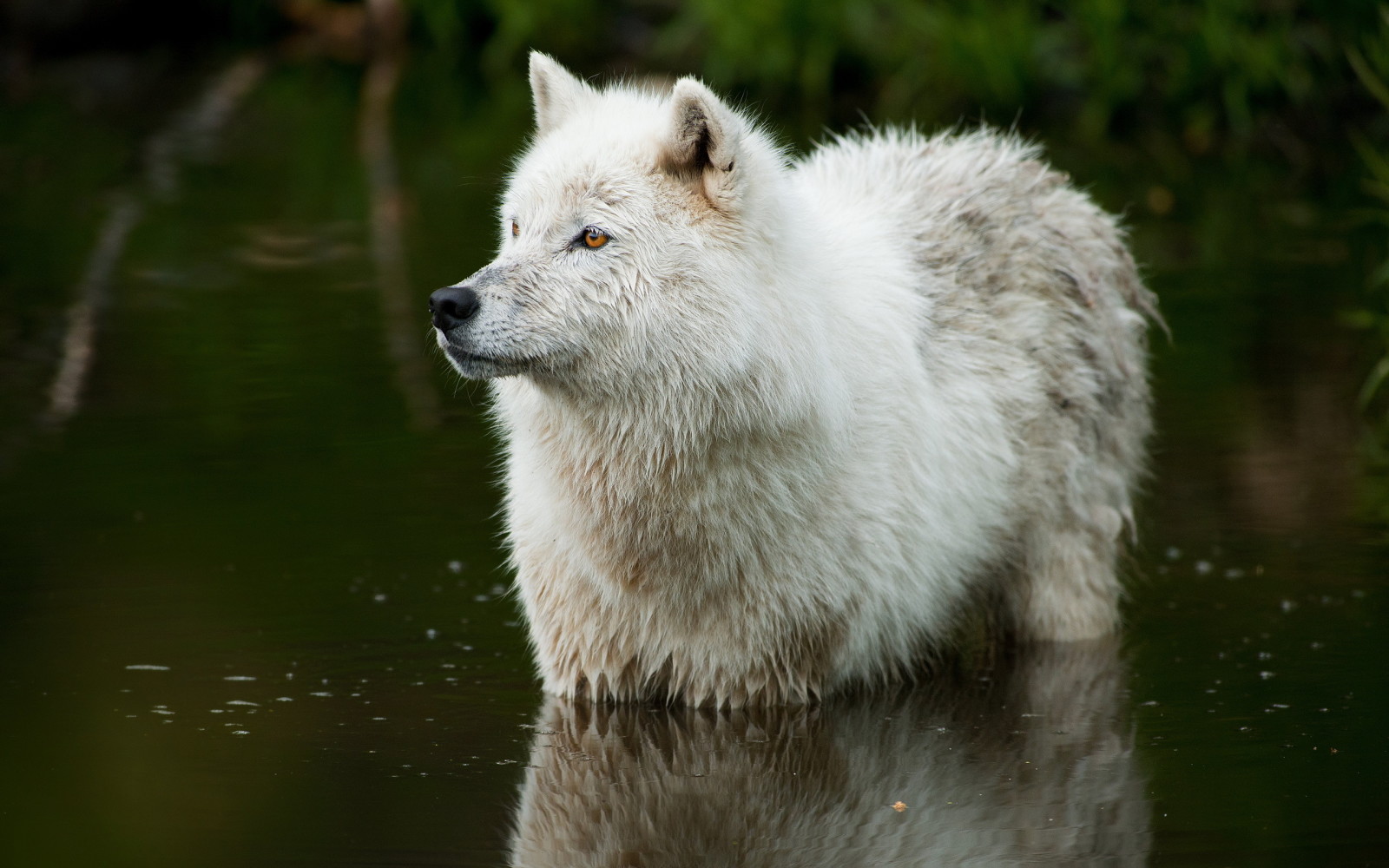 Thiên nhiên, con sông, chó sói