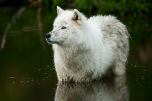 自然, 川, 狼