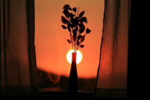花卉, 日落, 窗口