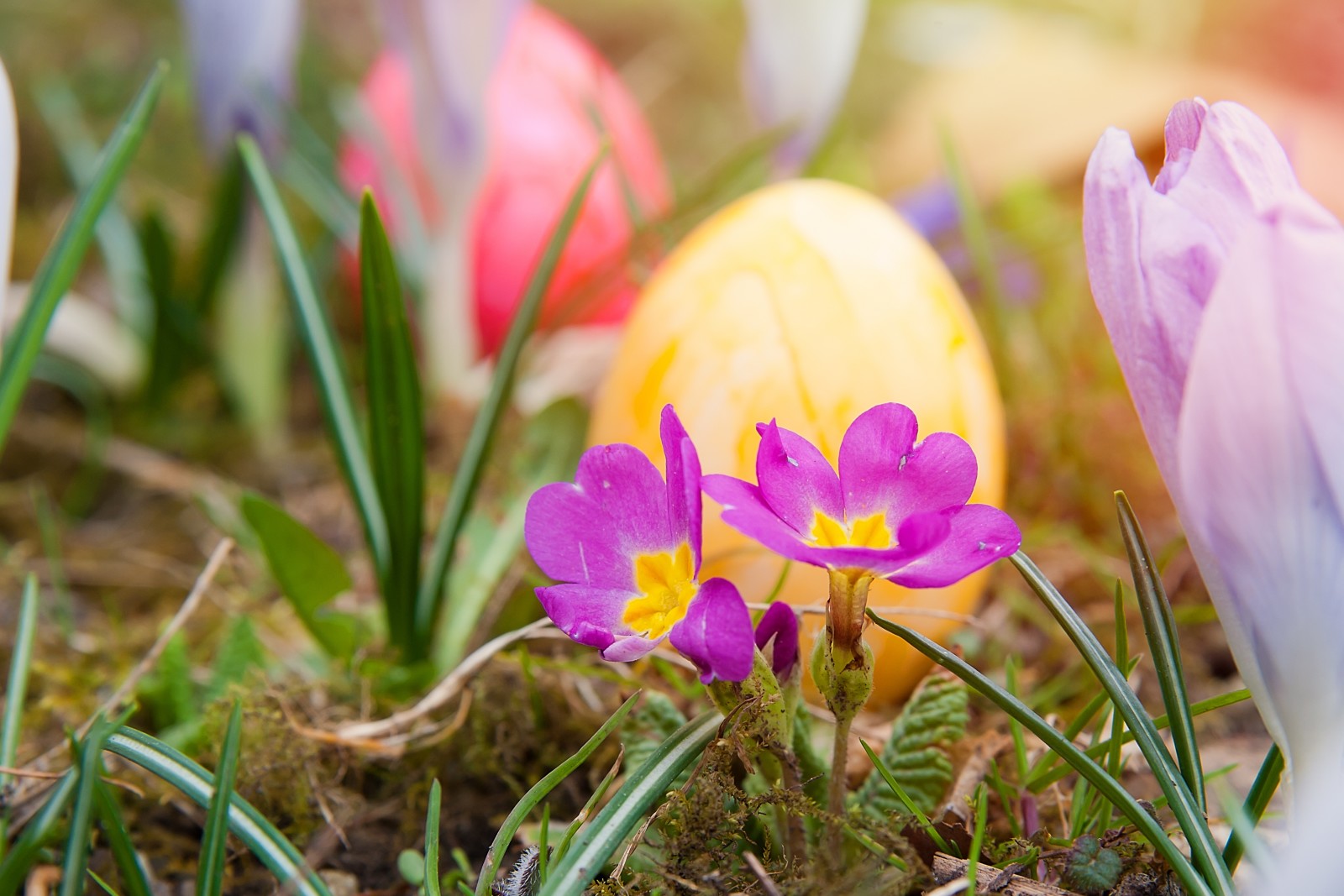 cỏ, Thiên nhiên, ngày lễ, trứng, những bông hoa, mùa xuân, lễ Phục sinh