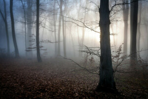 秋, 夜明け, 霧, 森林, ハンガリー, 葉, 神秘的な, トワイライト