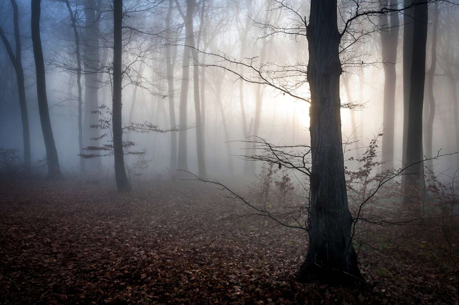 秋季, 森林, 树叶, 黎明, 暮, 多雾路段, 神秘, 匈牙利