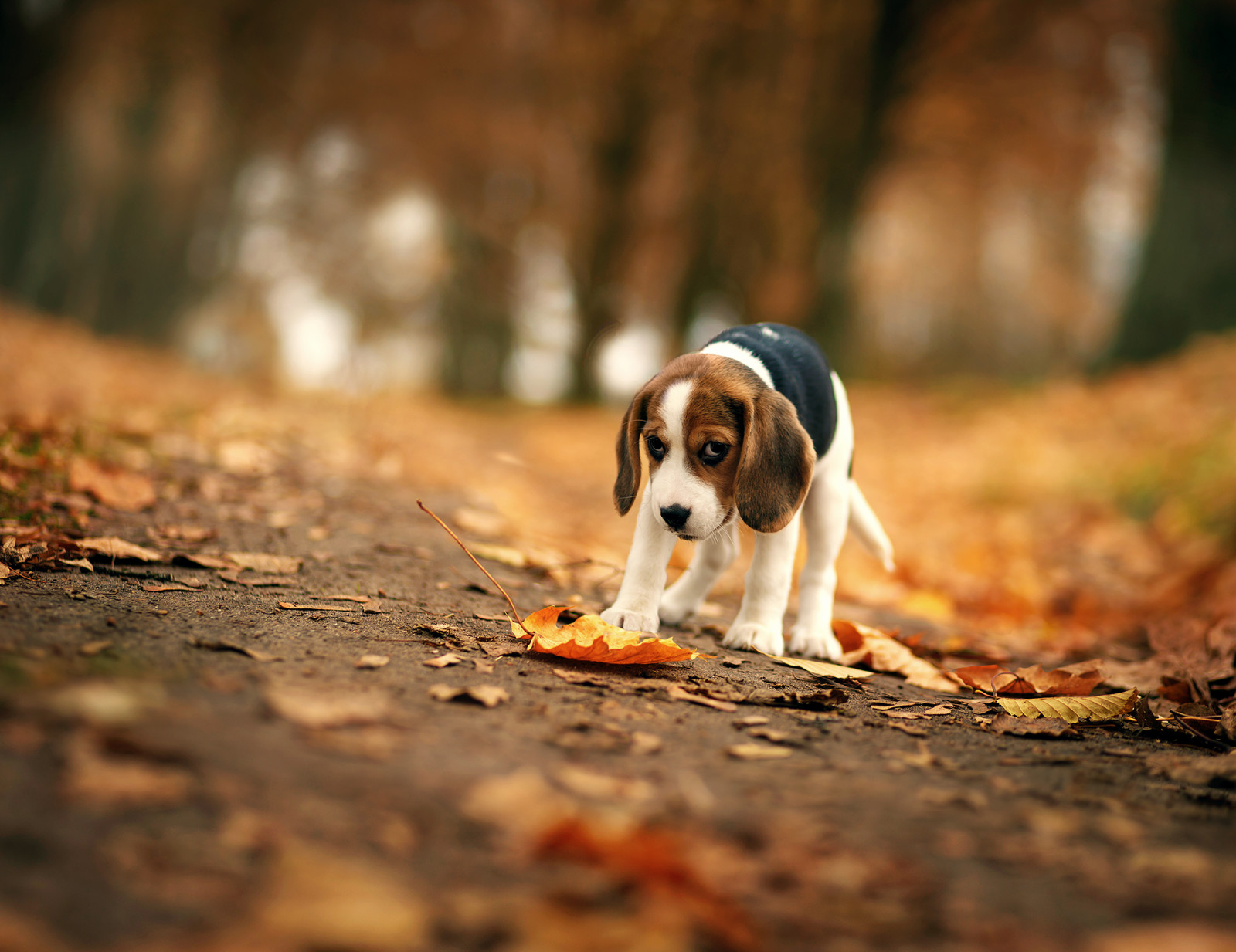 가을, 보기, 개, 마다, 비글