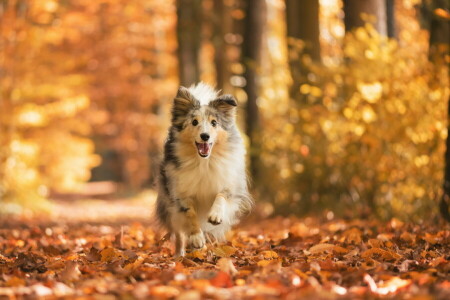 秋, 犬, 各, 見て