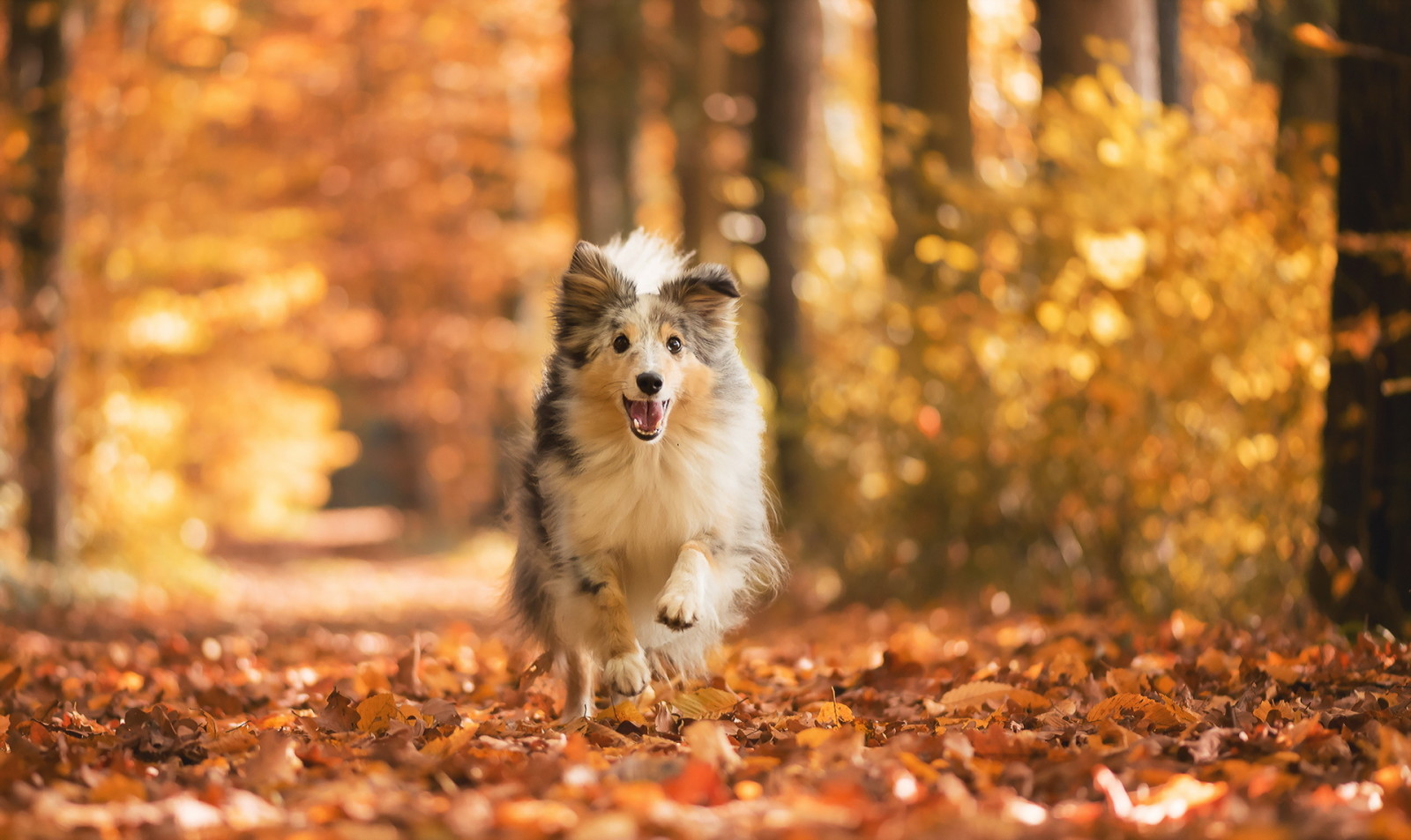가을, 보기, 개, 마다