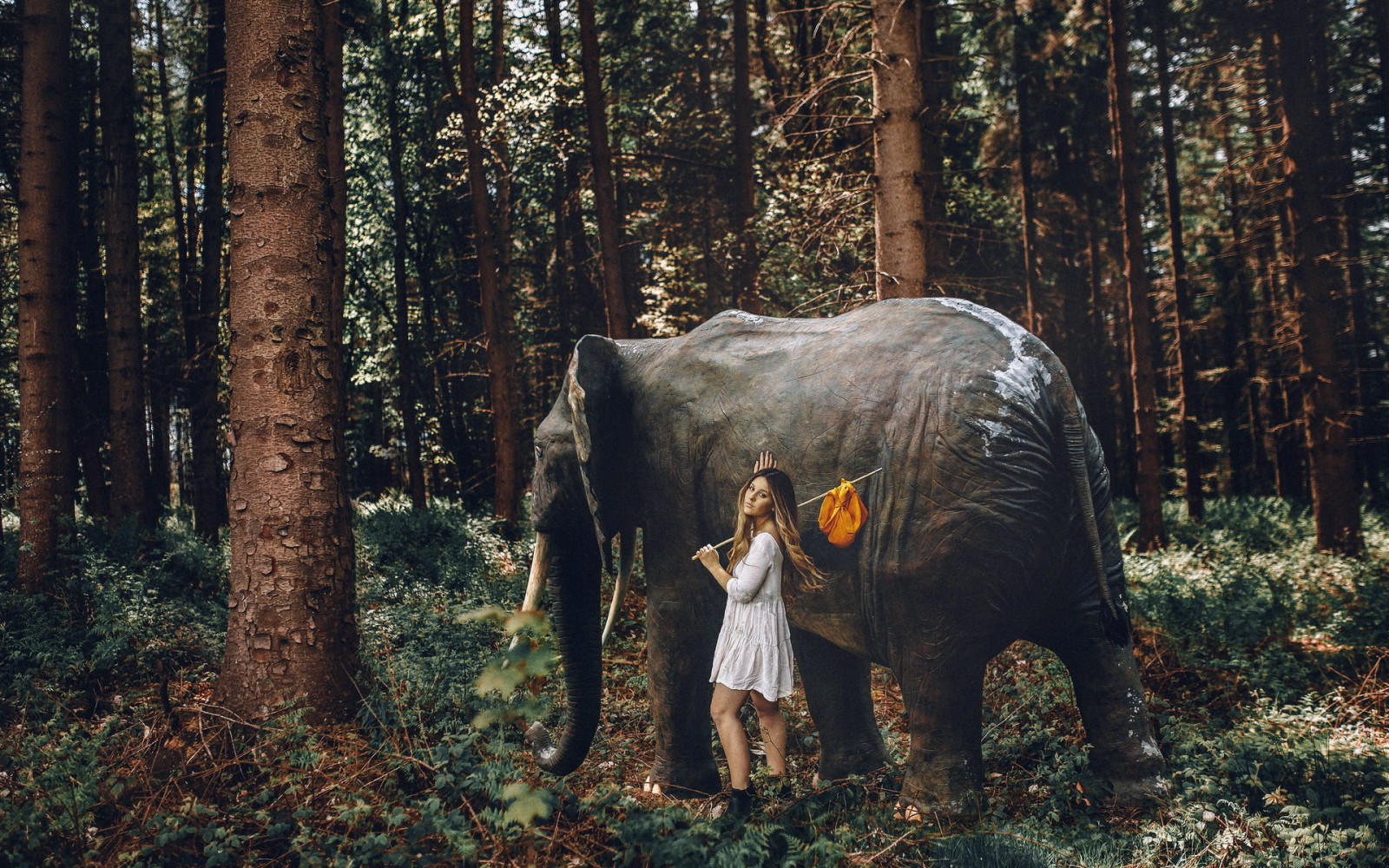 森林, 女孩, 象