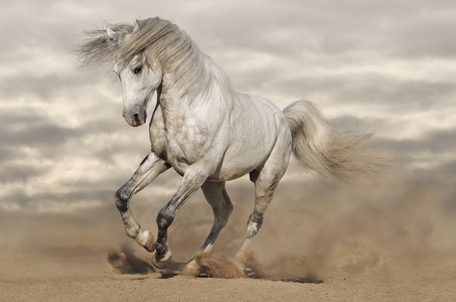 con ngựa, Bụi bặm, cát, đang chạy, bờm
