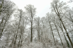森林, 自然, 雪, 木, 冬, ©タンバコジャガー