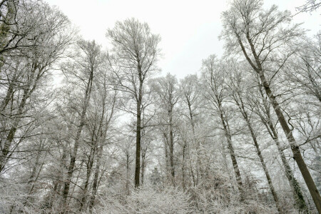 숲, 자연, 눈, 나무, 겨울, © 탐 바코 재규어