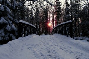 ブリッジ, 森林, 道路, 雪, 木