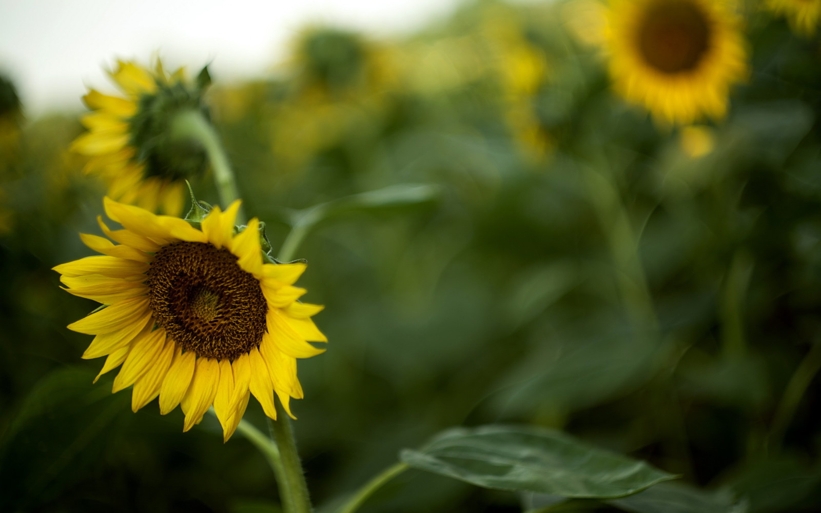 alam, musim panas, bunga matahari