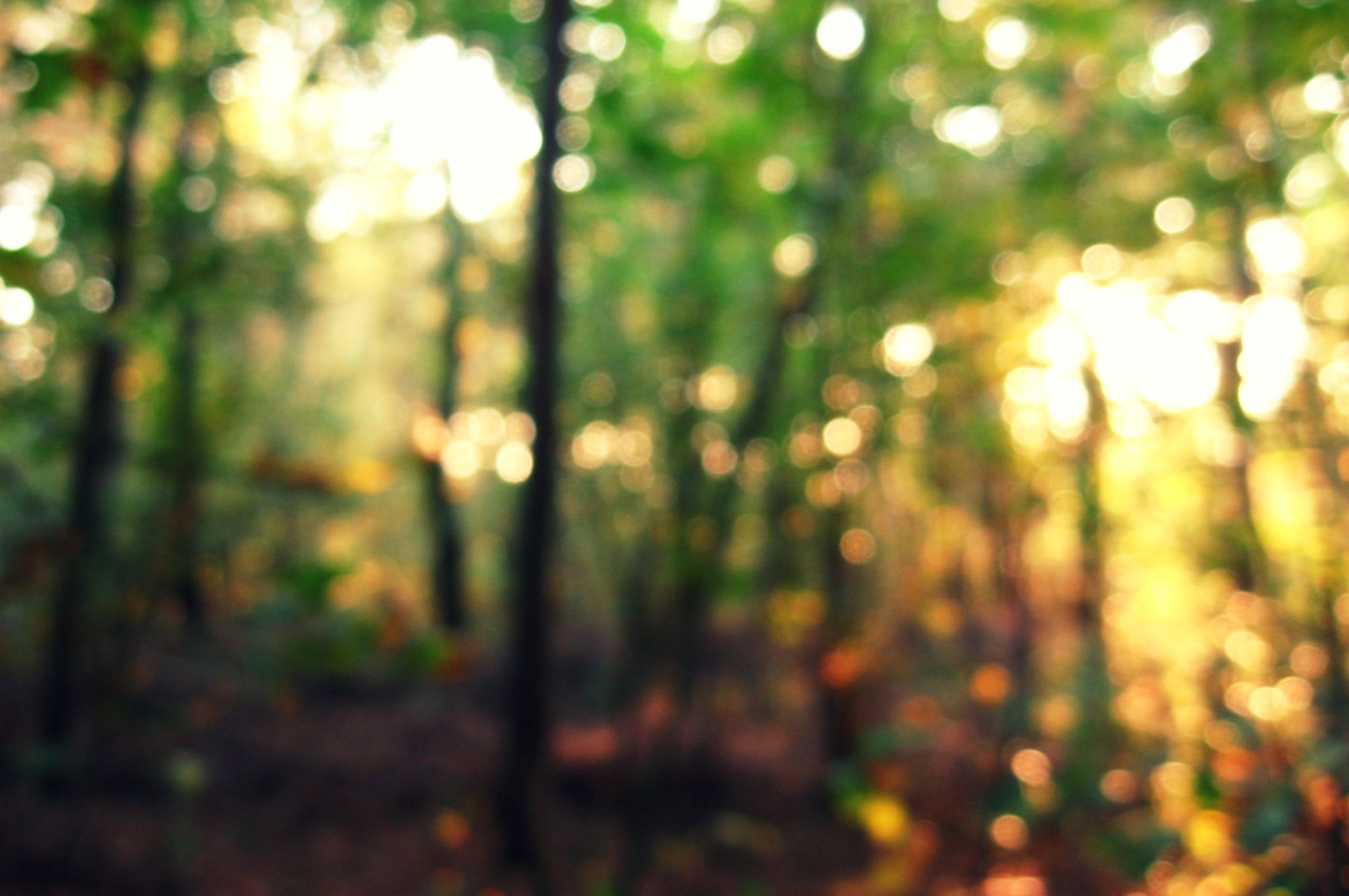 가을, 숲, 빛, 자연, 보케