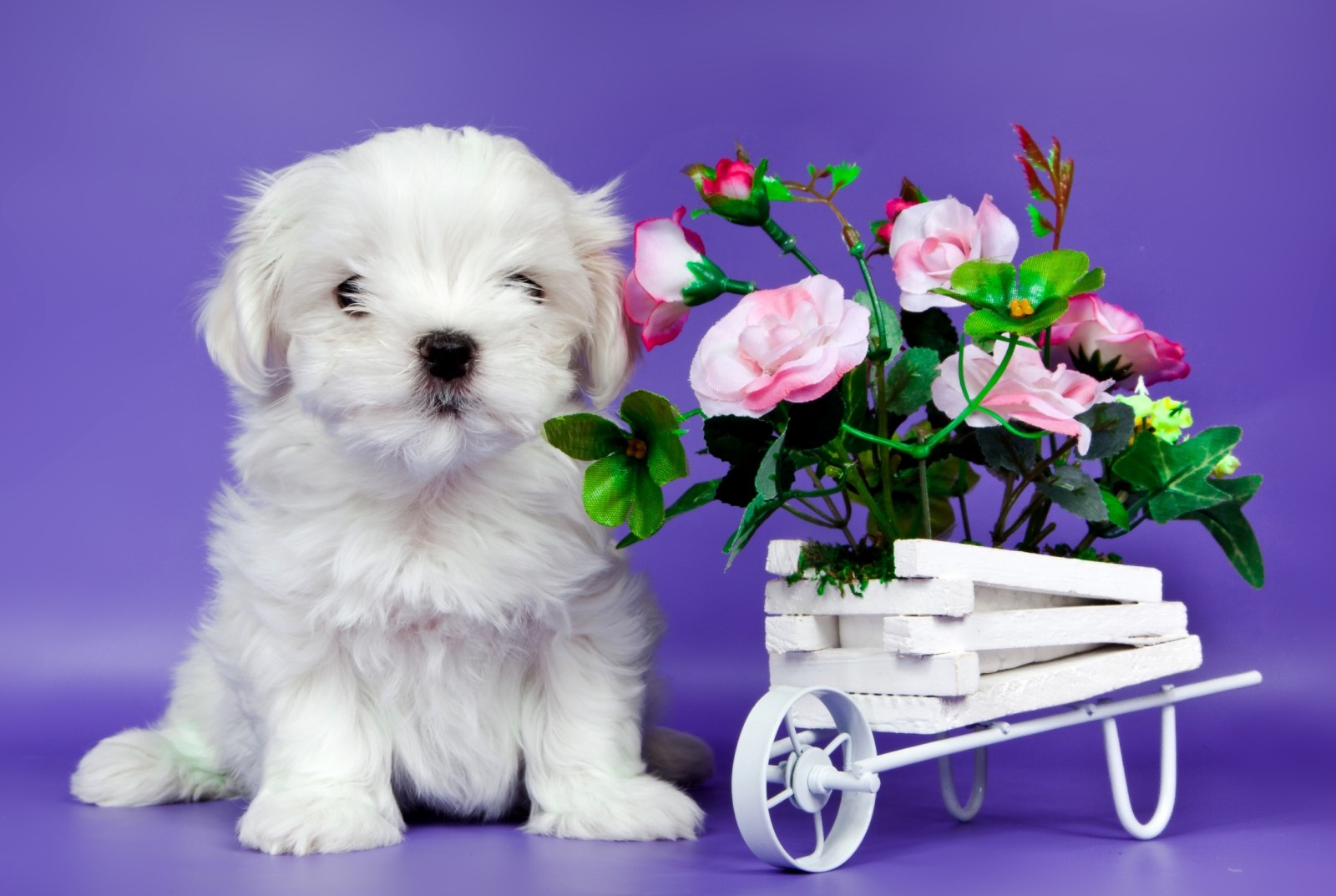 강아지, 꽃들, 귀엽다