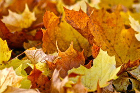 秋, 葉, もみじ, 自然