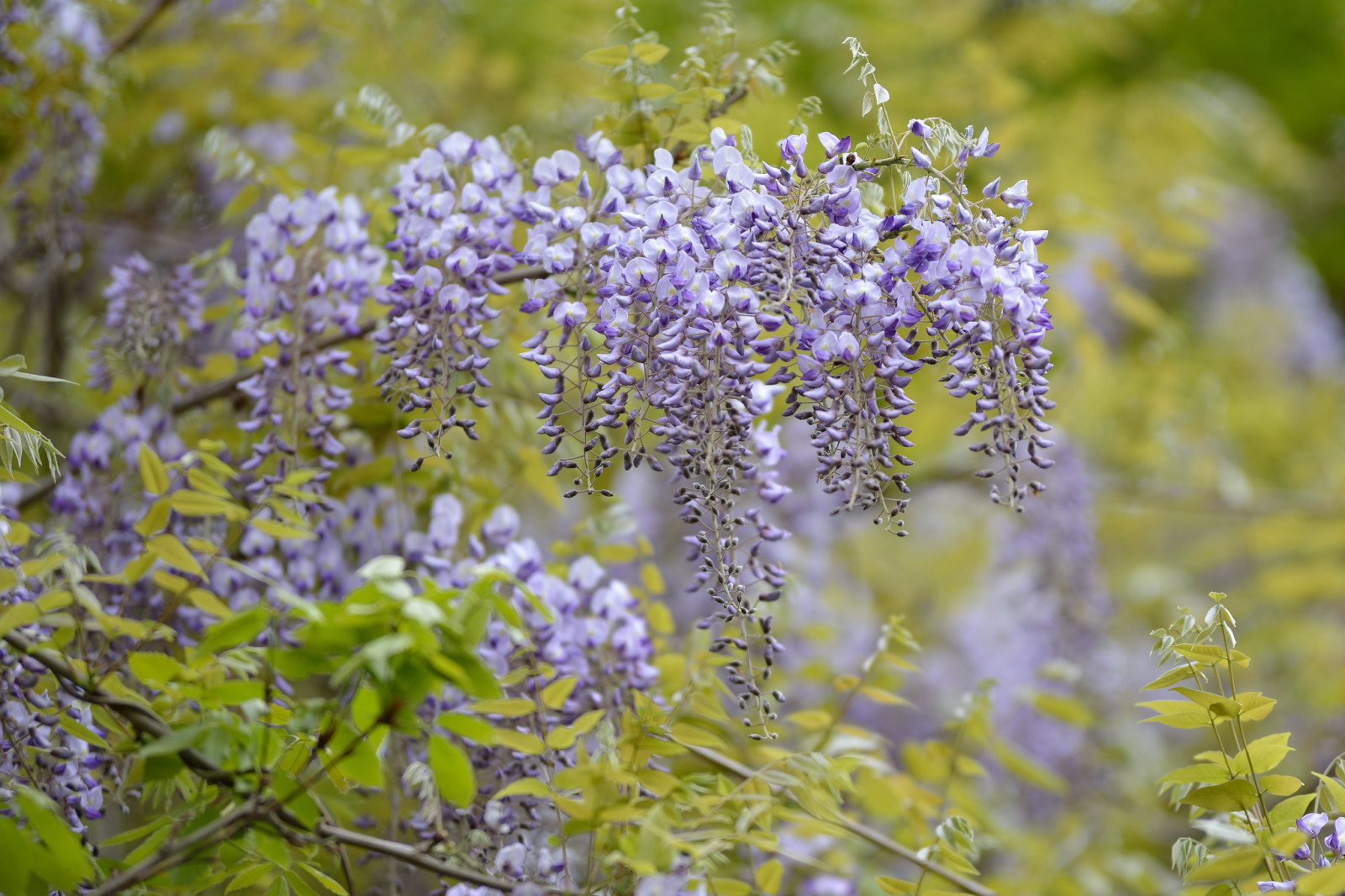 树, 花卉, 紫丁香, 开花, 紫藤