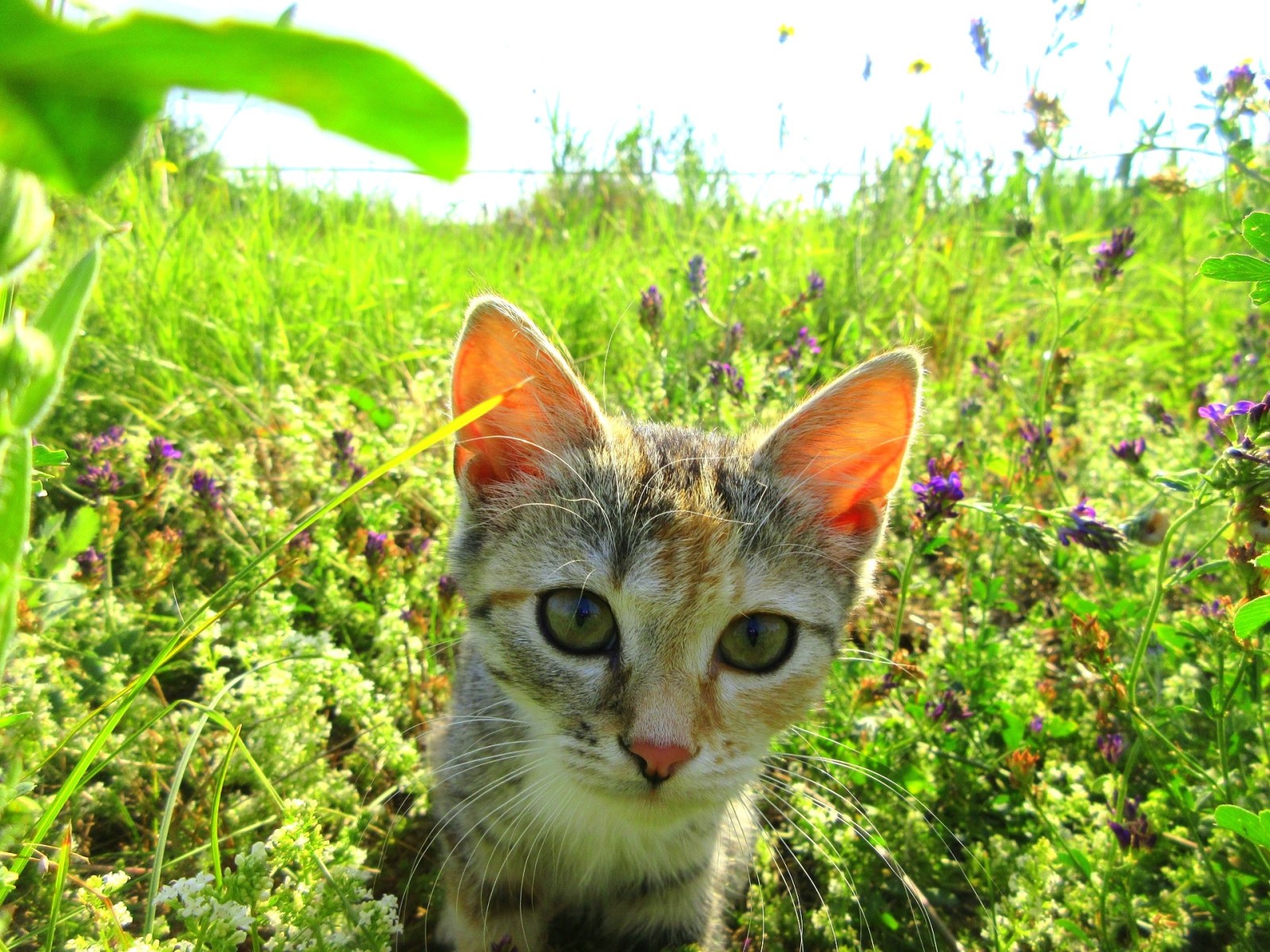 고양이, 여름, 목초지, 고양이 새끼
