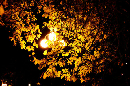 秋, くるみ, 灯籠, 葉, 光, 夜, 壁紙