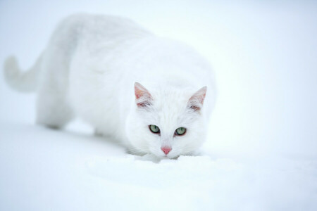 見て, 雪, 白猫