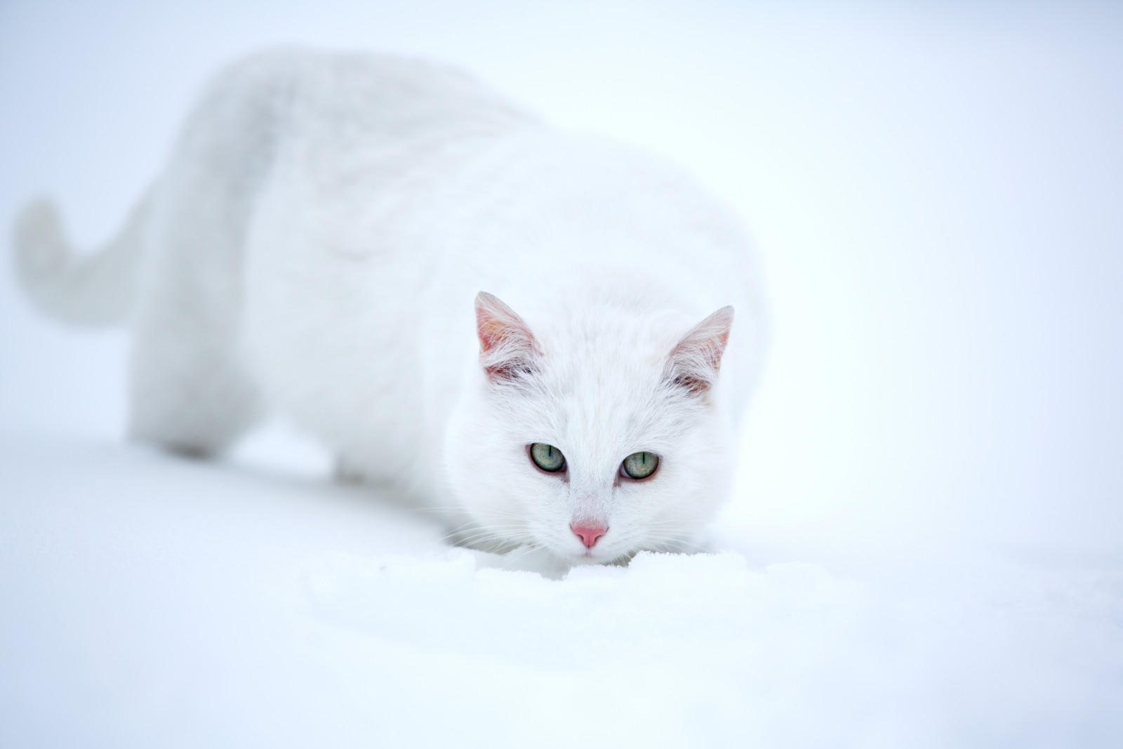 tuyết, nhìn, mèo trắng