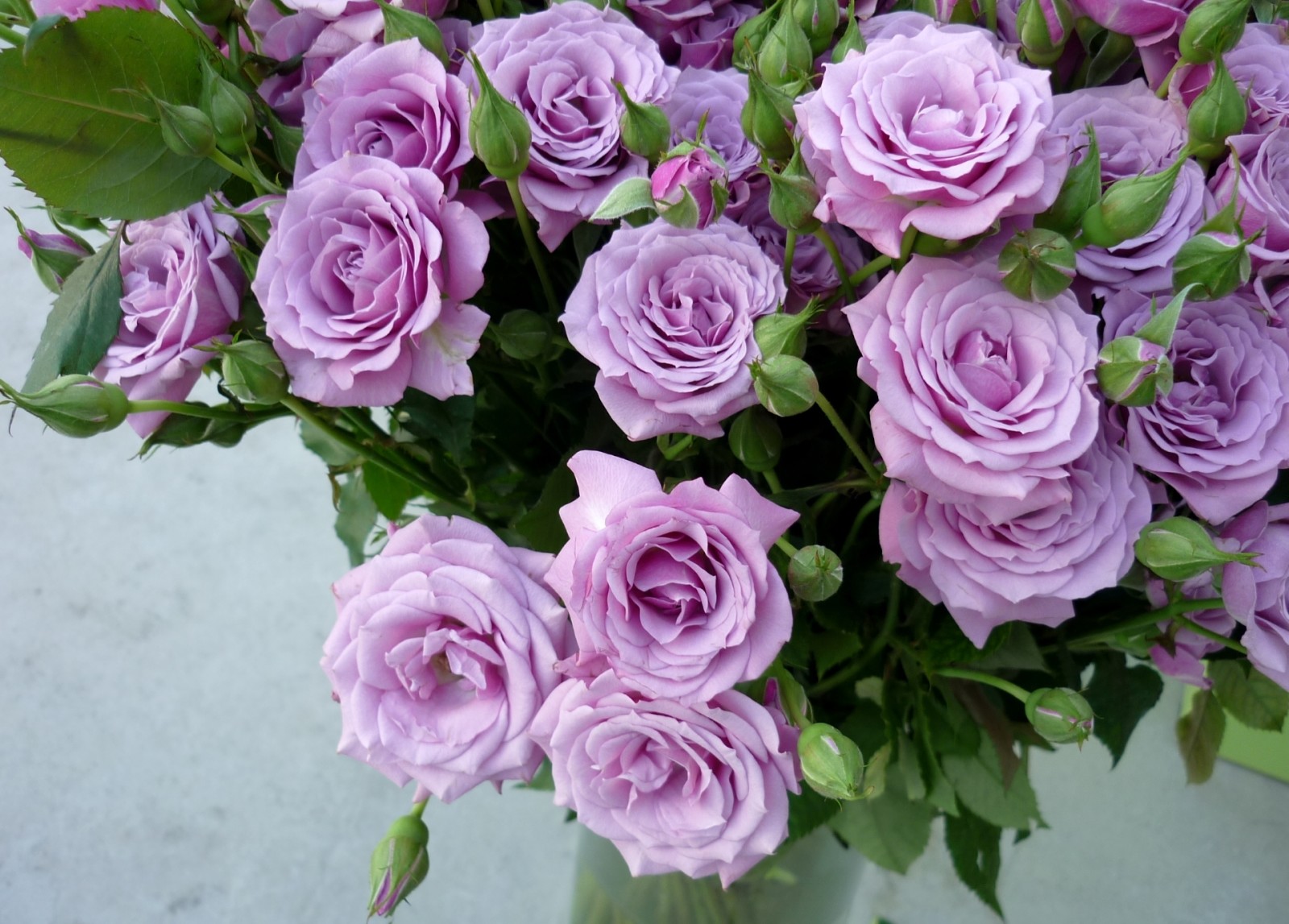 玫瑰花, 紫丁香, 花束, 芽