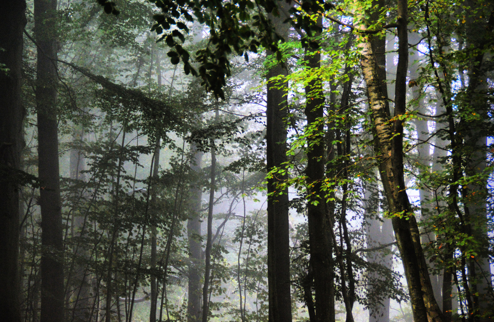 rừng, cây, lá, sương mù