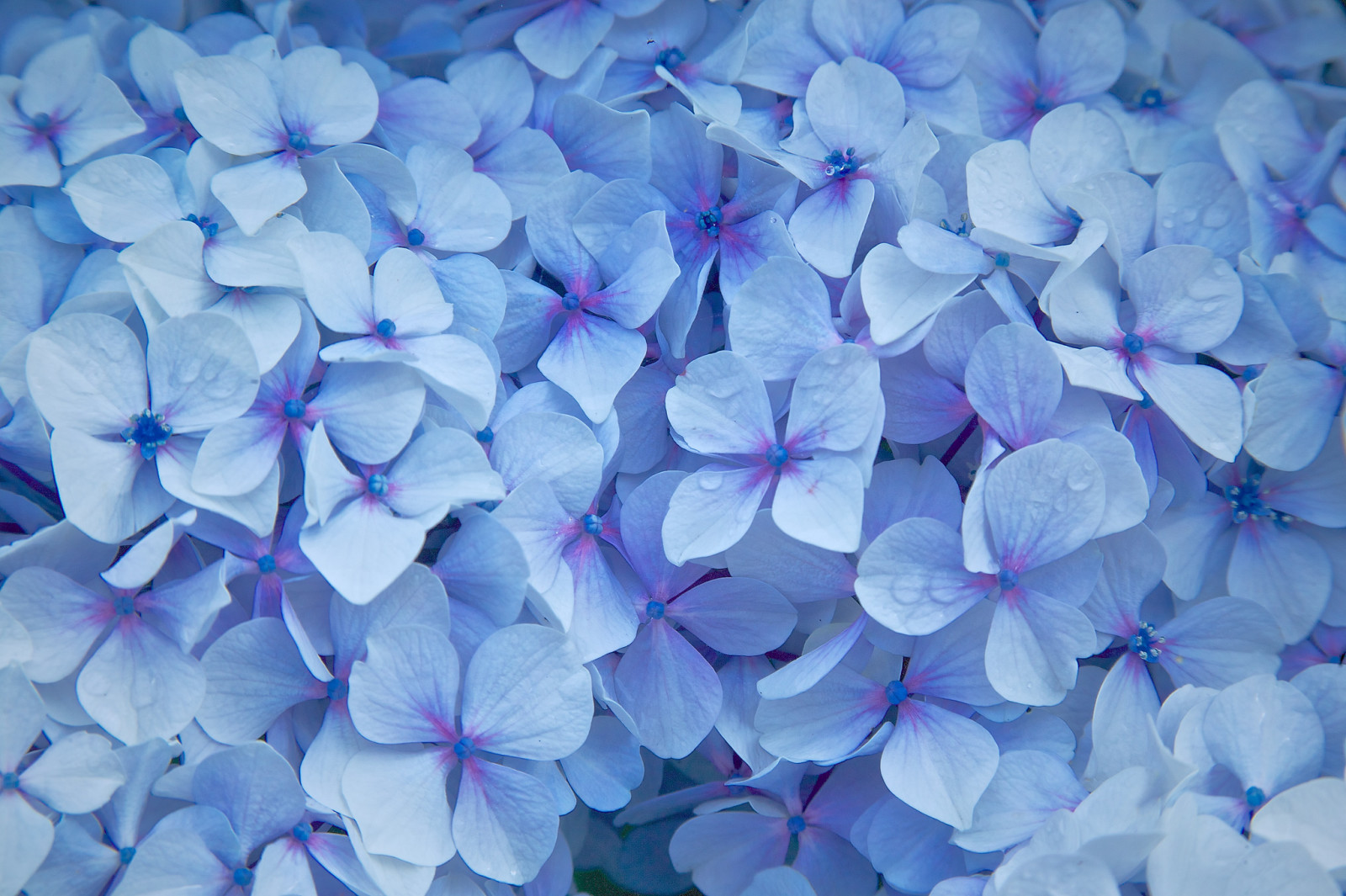 màu xanh da trời, những bông hoa, cánh hoa, cây tú cầu, giọt nước