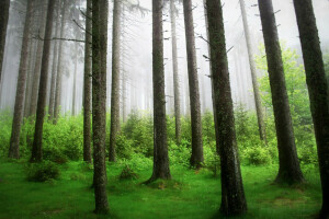 森林, 自然, 木