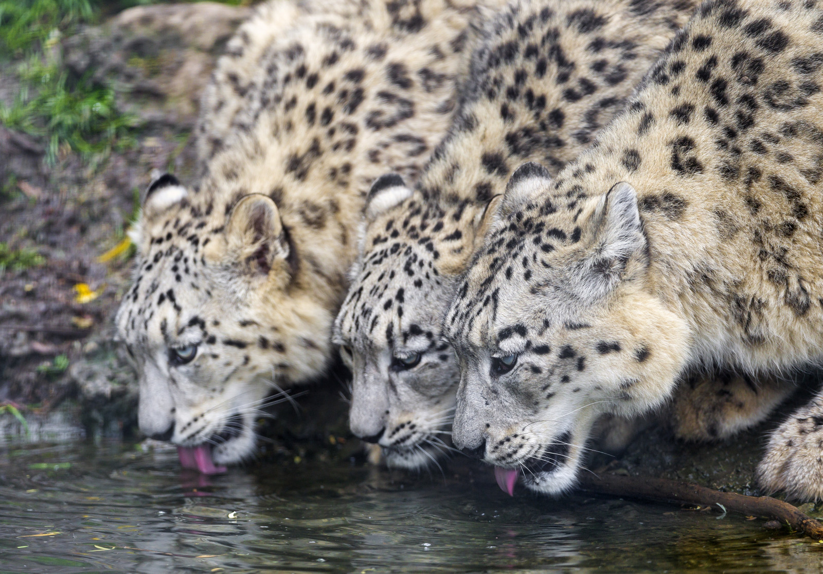 kucing, trio, minum, IRBIS, Macan Tutul Salju, © Tambako The Jaguar