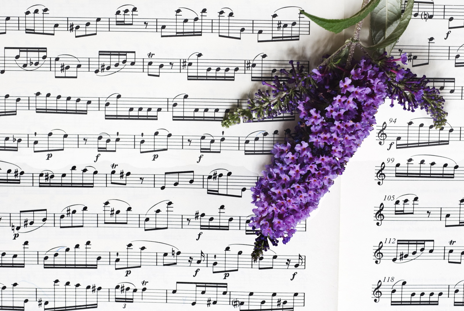 những bông hoa, Âm nhạc, ghi chú