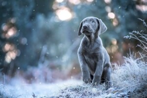 ボケ, 犬, 霜, グレー, 見て, ポーズ, 子犬, 雪