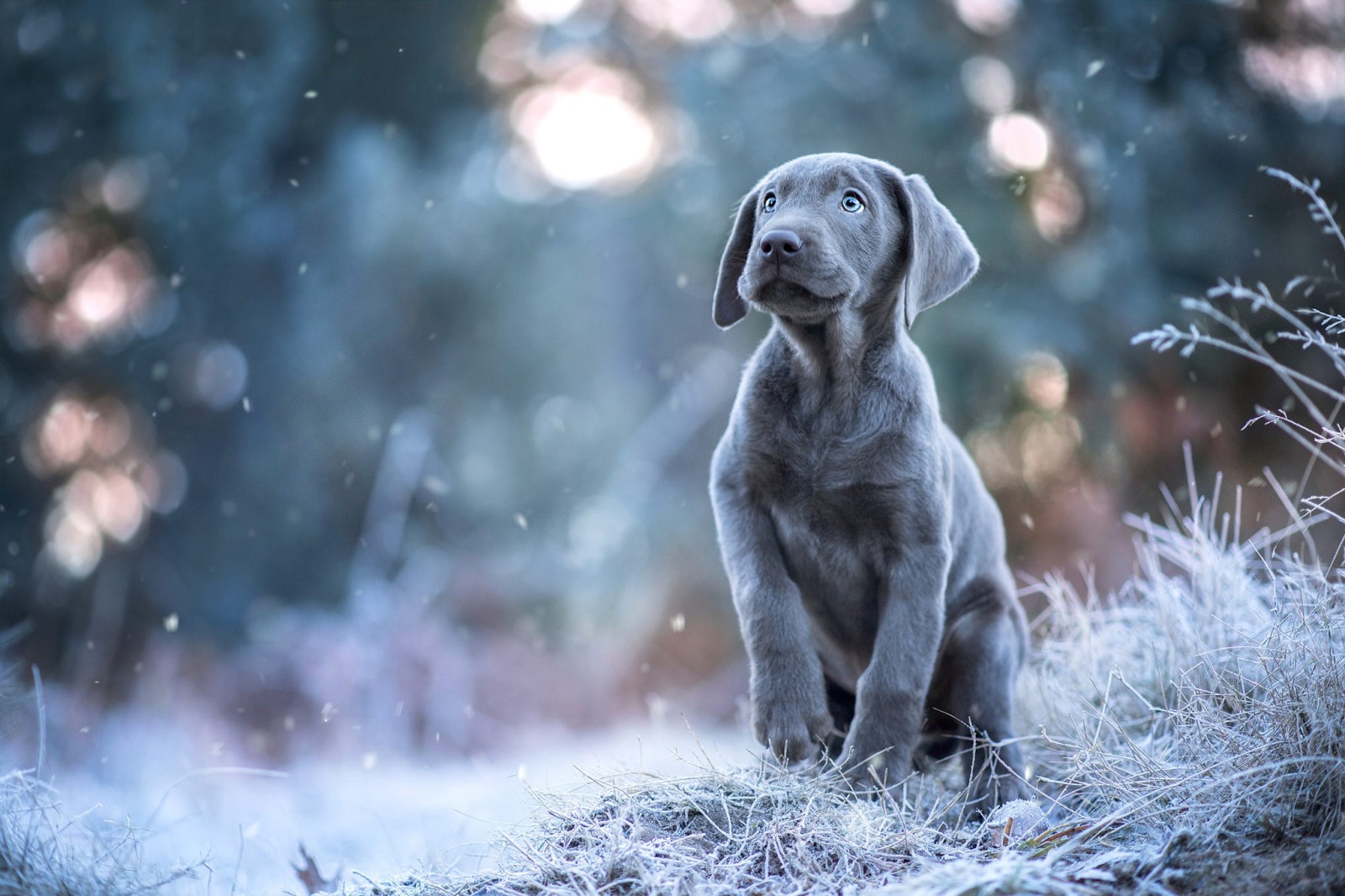 雪, 見て, ポーズ, 犬, 子犬, ボケ, 冬, グレー