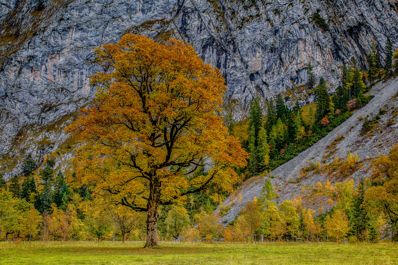 musim gugur, pohon, gunung
