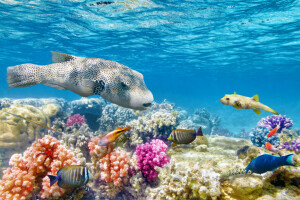 ปะการัง, แนวประการัง, ปลา, ราศีมีน, มหาสมุทร, รีฟ, มหาสมุทร, เขตร้อน