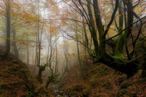 秋, バスク, 霧, 森林, スペイン, 渓谷, 木