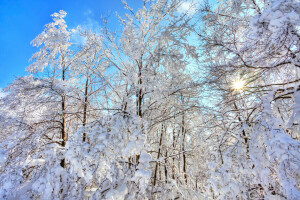 森林, 雪, 空, 木, 冬
