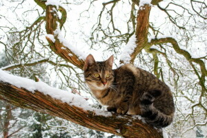 見て, 観察, 雪, 飼い猫, 木