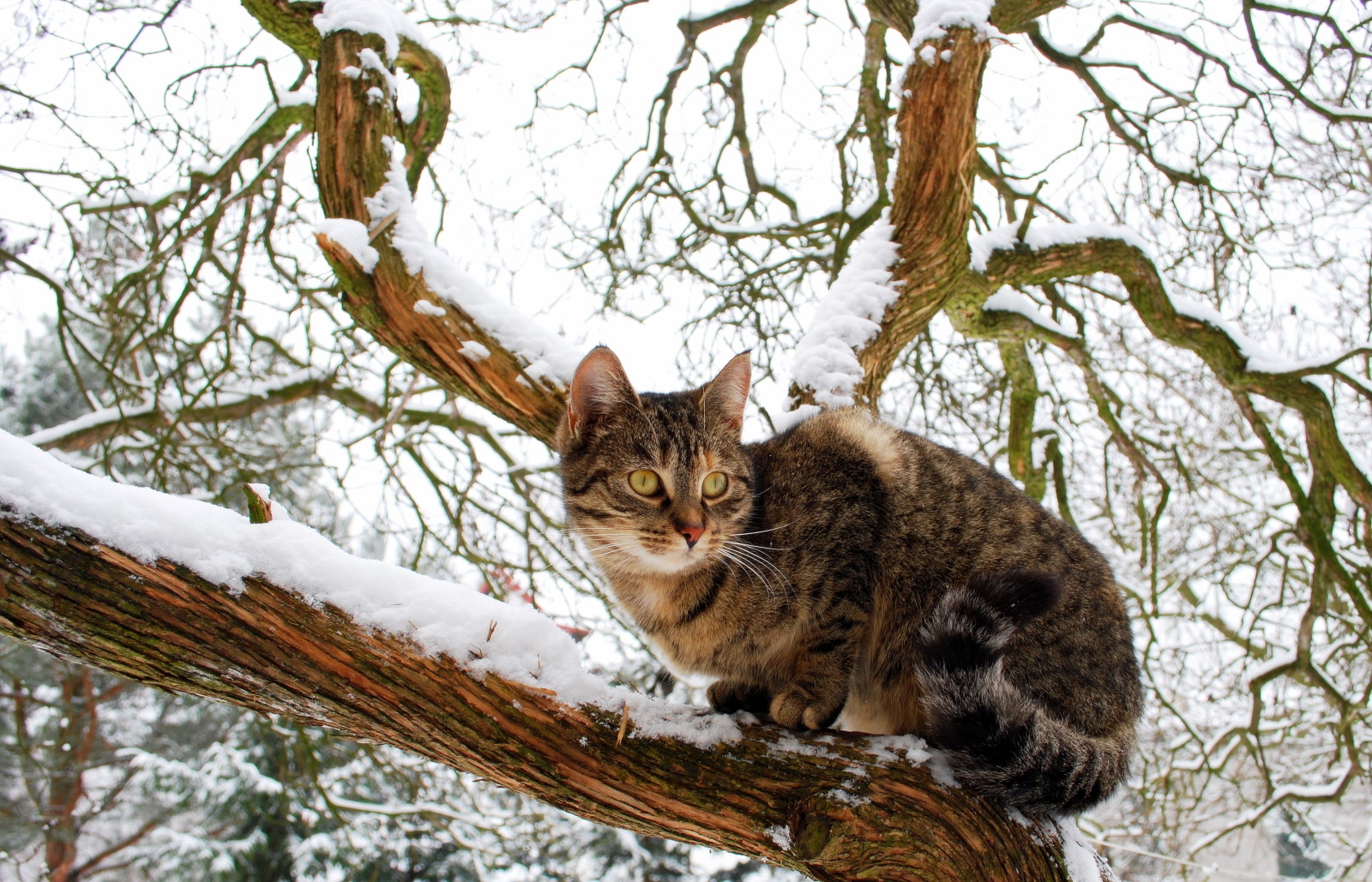 雪, 树, 看, 观察, 家猫