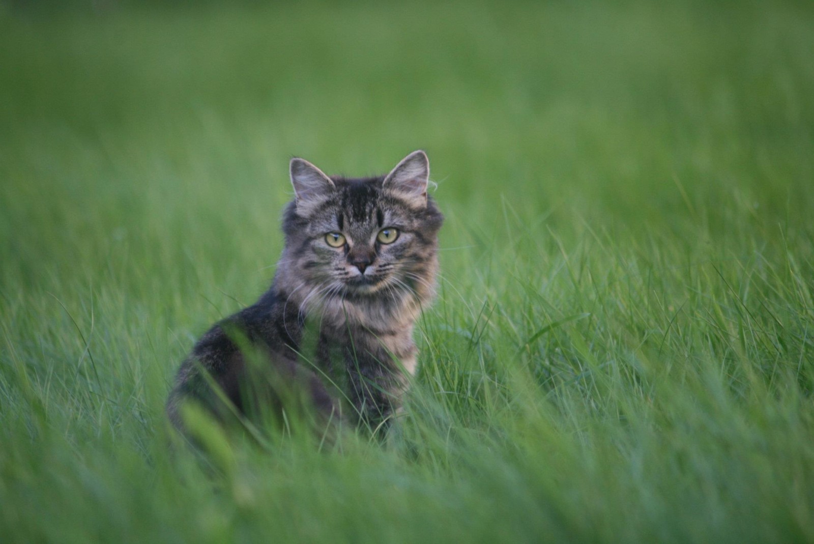 cỏ, nhìn, màu xám, mèo con
