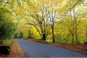 秋, 森林, 葉, 道路, 木