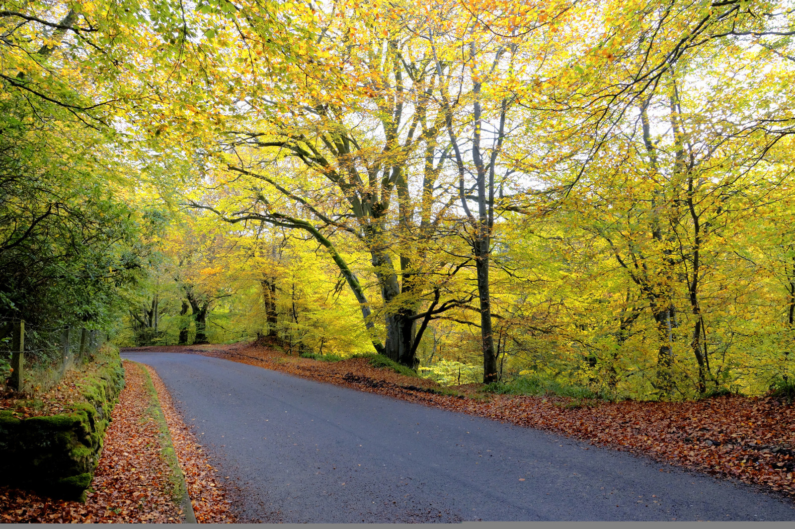 가을, 숲, 도로, 나무, 이파리
