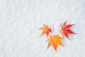 秋, バックグラウンド, 葉, もみじ, 雪, 冬
