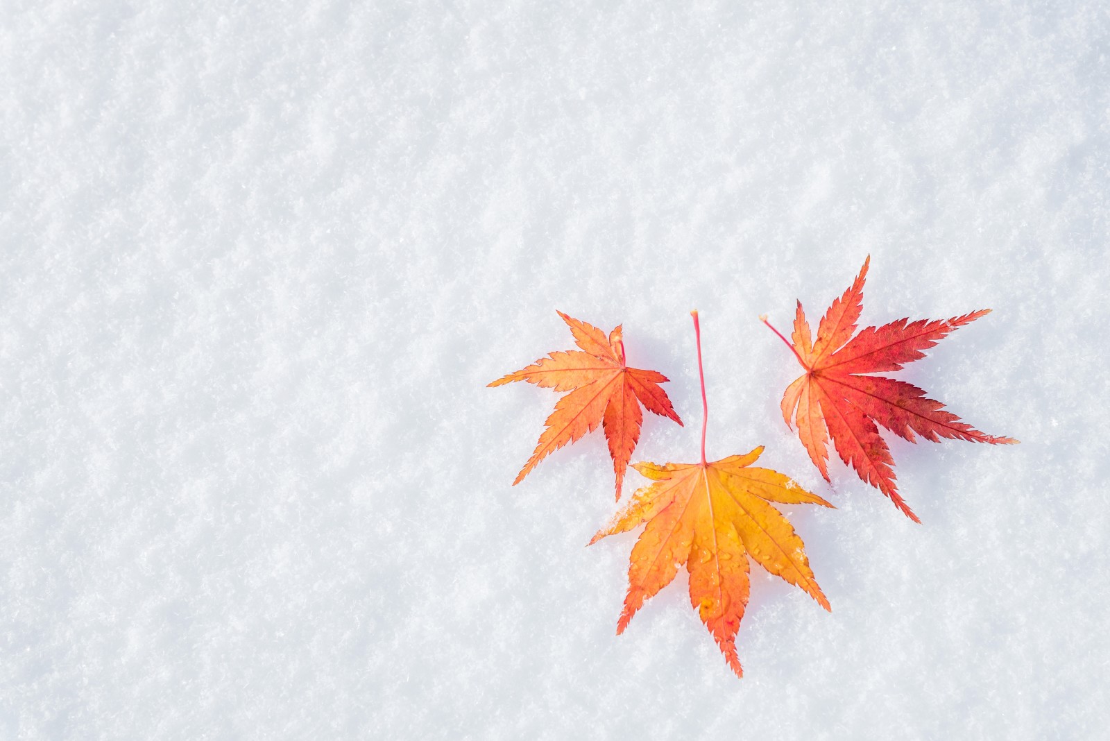 tuyết, mùa thu, lý lịch, mùa đông, lá, cây phong