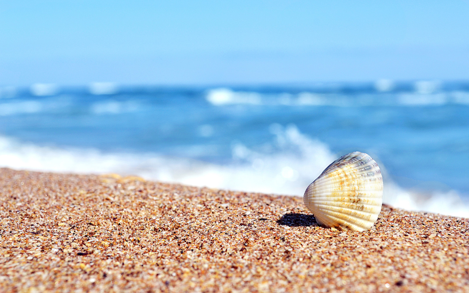 海, 砂, 贝壳, 下沉, 阳光明媚