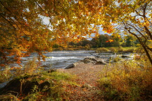 秋季, 分行, 对于, 树叶, 河, 石头, 黄色