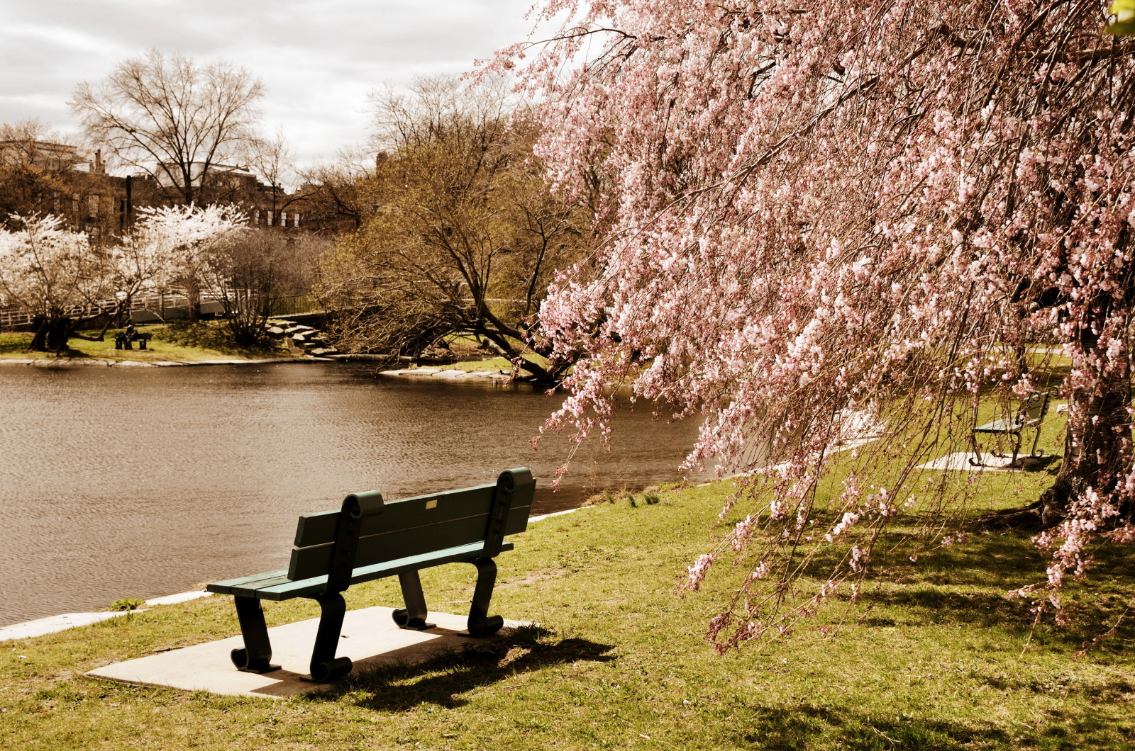 公园, 树木, 美国, 池塘, 板凳, 波斯顿, 马萨诸塞州