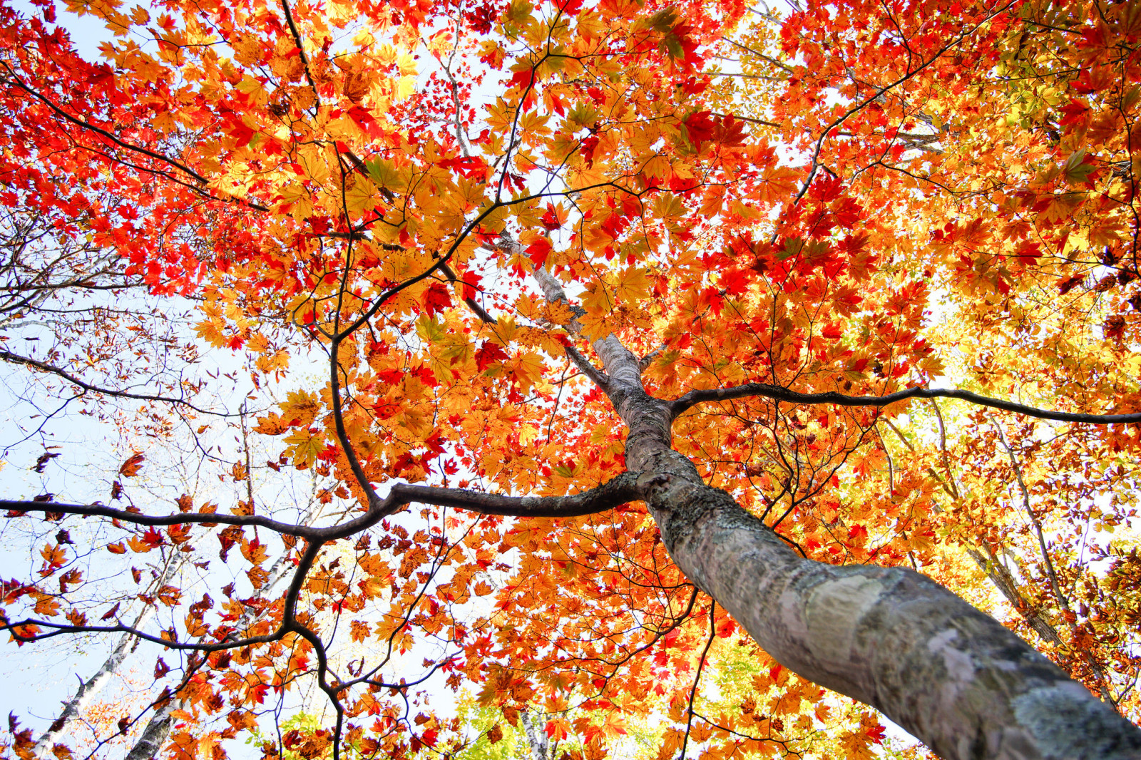 树, 秋季, 天空, 树叶, 王冠, 树干