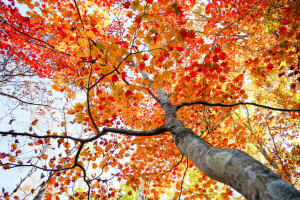 秋, クラウン, 葉, 空, 木, トランク