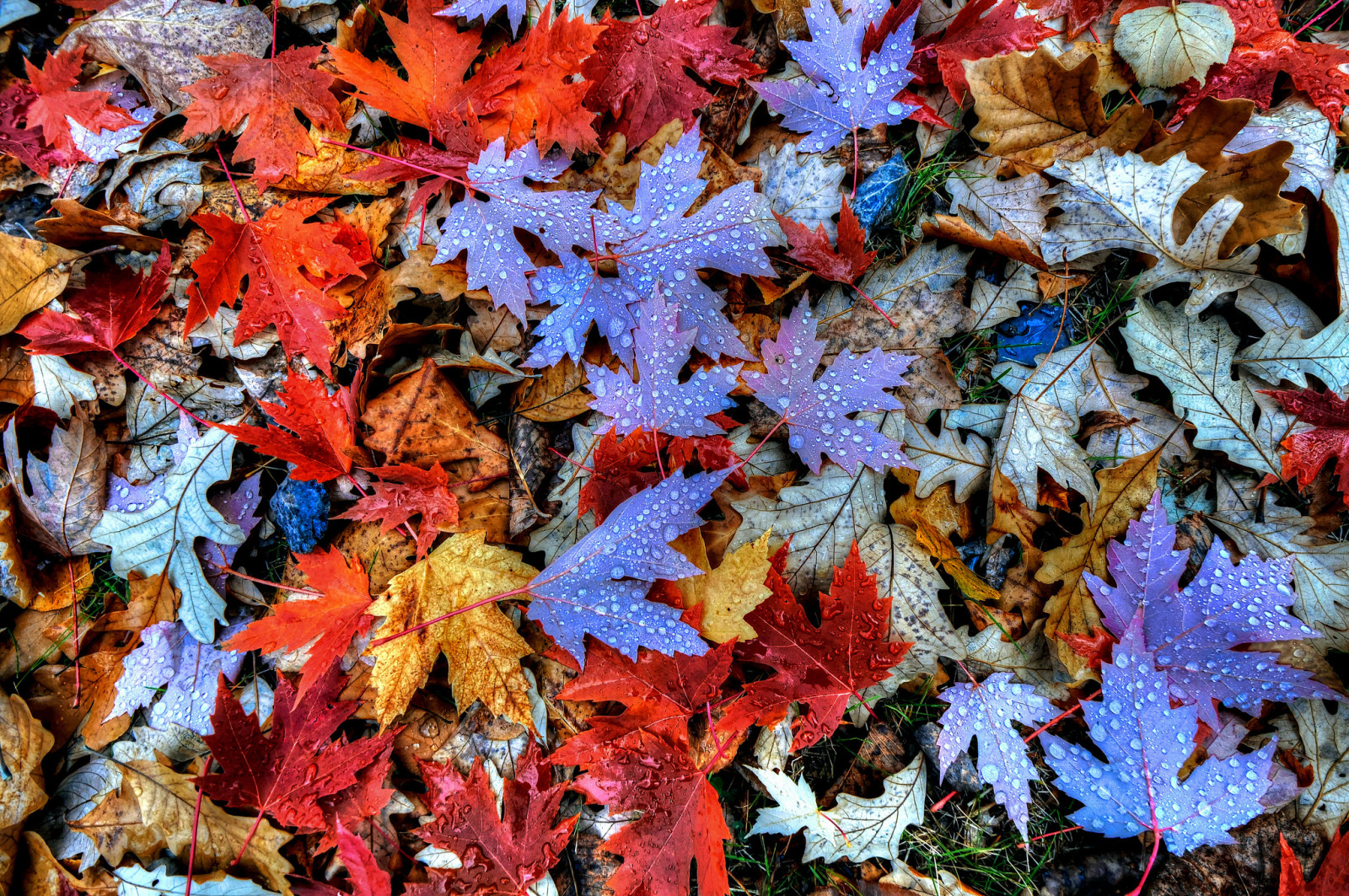 musim gugur, Daun-daun, air, tetes, maple, Rosa