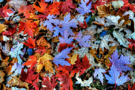 秋, 落とす, 葉, もみじ, ローザ, 水