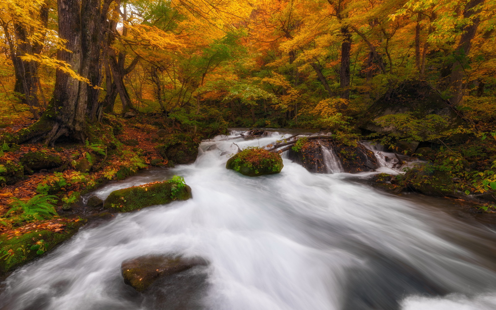 가을, 자연, 강